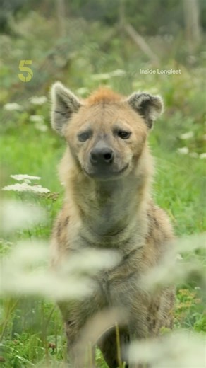 Hyenas are often misunderstood, associated with scavenging and that maniacal laugh of theirs 😆 Inside Longleat , they're trying to show people the other, more adorable side 🧡 Watch | Stream on 5 | Channel 5