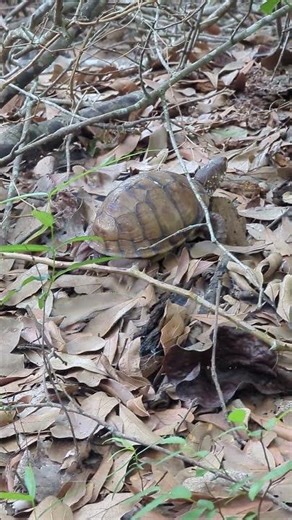 Three-toed Box Turtle making a quick escape, Houston TX