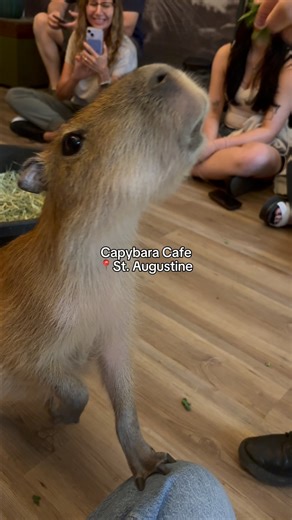 Flowers are nice, but capybaras are better. Capybara Cafe in St. Augustine and St. Pete has me fully rethinking Valentine’s Day. Capybaras up close. Other tiny weird little guys running around. I am not okay. THIS is romance now. | LoveFL