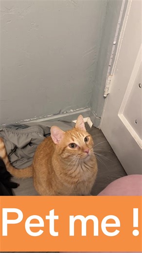 #bathroombreak #cats #catsoftiktok #catsofinstagram #catmom | cats