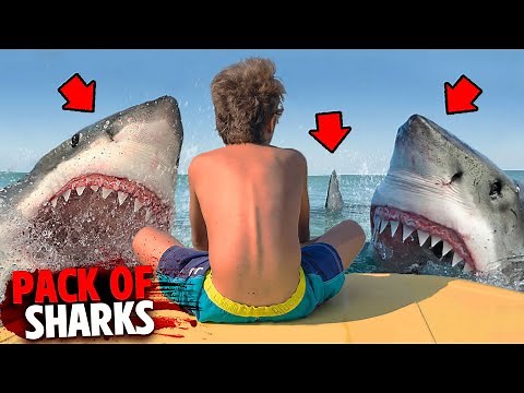 This PACK of 8 Great White Sharks Eat 2 Boys Alive!
