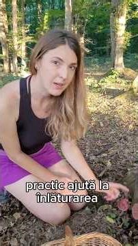 Ganoderma lucidum vs applanatum- Reishi- ciuperca nemuririi