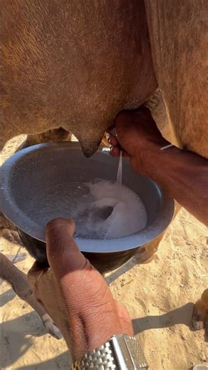 حليب الناقة الطازج في الصحراء – مشهد رائع