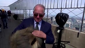 WATCH: Wasabi, a fuzzy Pekingese with a black and brown face and soulful eyes, was the top dog at the Westminster show. He posed at the Empire State Building for a victory lap a day after winning the Best in Show category https://reut.rs/35KjZec | Reuters