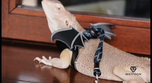WATFOON lizard leash
