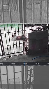 Huling huli sa cctv ang tangkang pagtakas ni coco 🤣 #escapedog #thegreatescape #smartshihtzu | Mon Lizardo