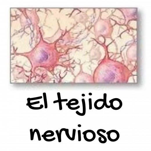 Tejido Nervioso: Estructura y Funciones en Biología