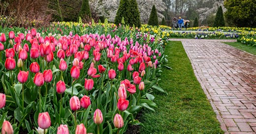Spring Blooms returns to Longwood Gardens as tulips lead a display of more than 150,000 spring bulbs