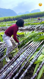 5.8K views · 4K reactions | Chinese Sugarcane ls Built Different  #shorts #youtubeshorts #reels #reel #instagood #interesting #interestingfacts #didyouknow #facts #chinatravel #history #trending #amazing #amazingfacts #fact #knowledge #education #gyan #viralreels #viral #reelsinstagram #travel #gyaankibhasha #digitalart #sale #gaming | Rupesh K Facts | Facebook