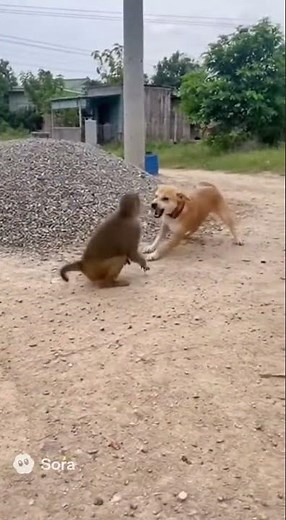 Monkey vs Dog Fight – The Ultimate Battle You Can’t Miss!