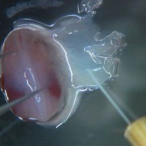 Video: Ex vivo Culture of Mouse Embryonic Skin and Live-imaging of Melanoblast Migration