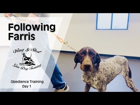 Obedience training your GSP bird dog.