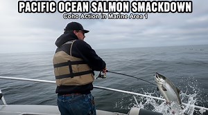 Pacific Ocean Salmon Smackdown: Coho Action in Marine Area 1