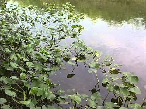 Aquatic Plants: Identification