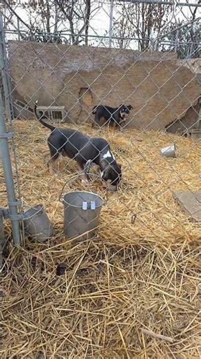 COLOR CARRIER TRI $300