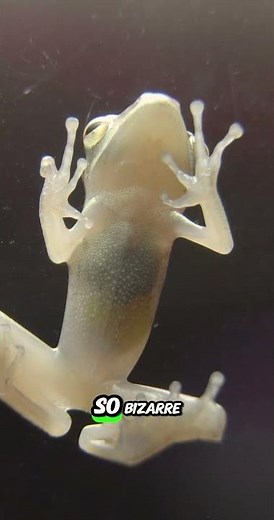 This Frog Is See-Through And It's Wild