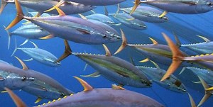 ISSF RELEASES 2025 SNAPSHOT OF LARGE-SCALE TROPICAL TUNA PURSE SEINE FISHING FLEETS