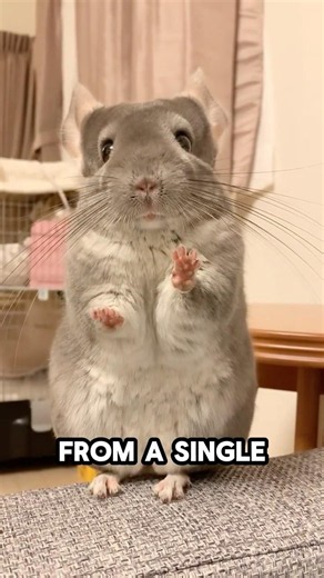 This Little Furball Has an Amazing Secret! #chinchillas #viral #facts #shortsfeed #shorts #animals