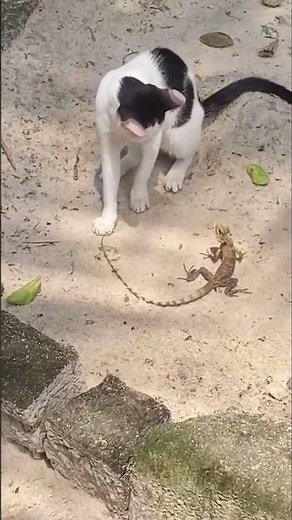 Cat VS Lizard
