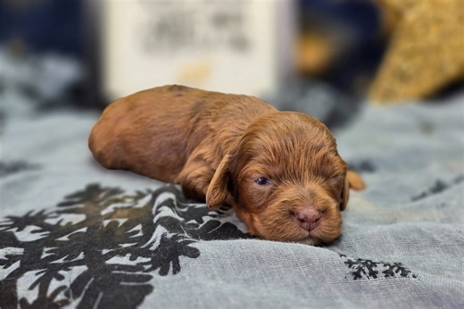 Rooster - Cockapoo Puppy 4D9201