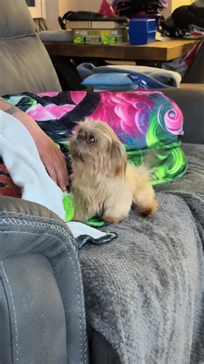 Adorable Teacup Imperial Shih Tzu: Rip and His Daddy