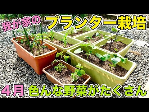 【4月・家庭菜園】我が家のプランター栽培 色んな種類の野菜を育ててます！