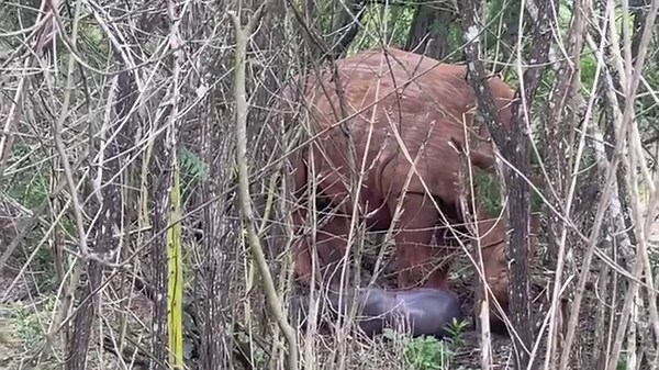 WONDERFUL NEWS: Annie gives birth to first calf! INCREDIBLE BIRTH FOOTAGE We write this announcement with so much gratitude in our hearts. We are so humbled and so happy to announce that released orphan Annie, has safely delivered her first calf. It felt like we waited an age for this little one to make his appearance! Annie’s exact due date was not known and she certainly gave us plenty of false alarms! But after Annie began to isolate from her friends, Rhino Monitors have been watching her clo