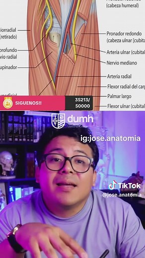Arteria Humeral: Bifurcación y Funciones
