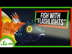 3 Fish With Built-In Flashlights