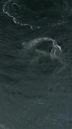 Discover Gray Whale Courtship Rituals in California