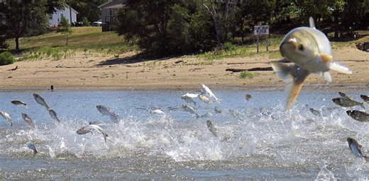 Invasive carp threaten the Great Lakes − and reveal a surprising twist in national politics
