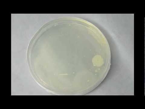 Bacterial Growth - Timelapse
