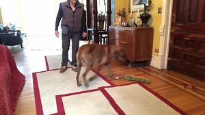 As a graduate of the Dog Trainer Professional program, you’ll be a...