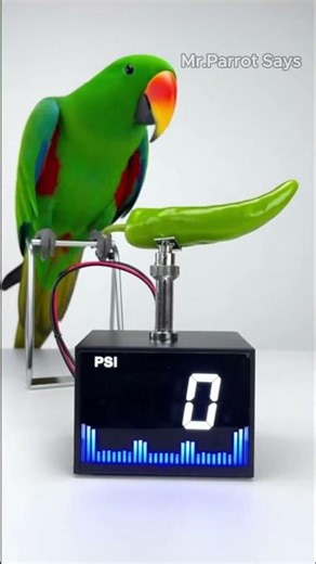 How Strong Is a Parrot’s Bite The Surprisingly Powerful Beak Explained! #parrot