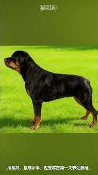 "The Bodyguard with a Sword" - Rottweiler (Part 1) #Routweiler