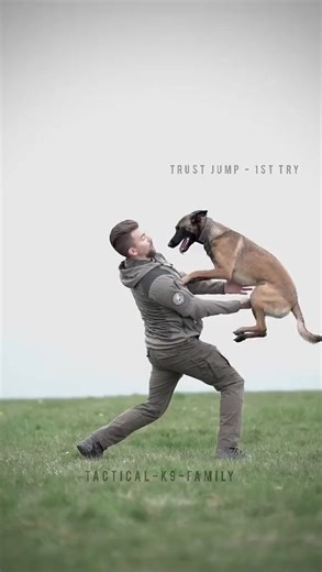 #belgianmalinois #malinois #dogtrainer #DogTraining #obedience #dogchallenge #gsd #dogoftheday #dogtricks #dogfit #k9 #pet #hund #tiktokdog #puppydog#274 | Mr Rogosin