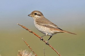 Red tailed shrike - Alchetron, The Free Social Encyclopedia