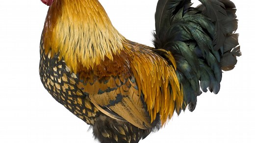 The Gallic Rooster: Discover the National Bird of France