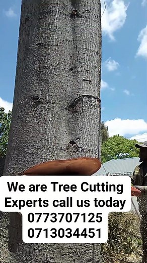 City to City Tree Cutters. on Reels | Facebook