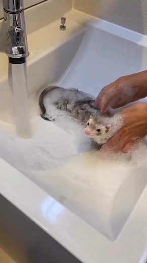 129K views · 3.5K reactions | Perfect Shoot  #FerretLife #FerretLover #Ferretsoftiktok #FerretReels #FunnyFerrets #WeaselWarDance #FerretZoomies #FerretFun #FerretTok | We're Ferrets lover | Facebook