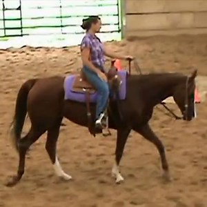 Appendix Quarter Horses are one of the most popular, and versatile, horse breed crosses. Be sure to see these guys on Equine.com if you're looking to add one to your herd! http://www.equine.com/horses-for-sale/search-results.html?ltid=0&breed_ids=251&disc_ids=&p=1 | Equine.com