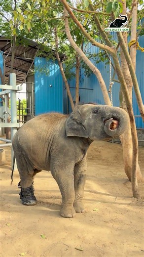 Bani has found her new favourite treat, a frozen fruit popsicle!