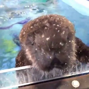 This boy is just as fluffy as ever after being rescued. Lincoln the sea otter was rescued one year ago. He’s been chilling at the Oregon Zoo. 😍💕 Credit: https://www.instagram.com/daily_otters/ | Otter