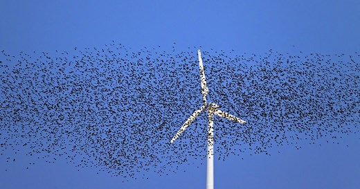 Wind energy takes a toll on birds, but now there's help