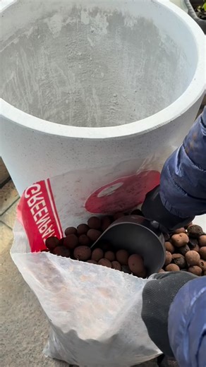 晶鑽羅漢松種植全紀錄：排水是關鍵！底層使用「發泡煉石」能確保根部透氣，最後一定要把土粉徹底沖淨，直到水質清澈。 Step-by-step planting for Diamond Podocarpus! The secret is in the drainage: using expanded clay pebbles as a base and flushing the dust until the water runs clear. #晶鑽羅漢松 #園藝生活 #盆栽保養 #居家植栽 #療癒影片 #發泡煉石 #園藝小撇步 #Podocarpus #BonsaiCare #PlantParent #SatisfyingGardening #GreenHome #Repotting | 台灣滿峰園．盆栽網誌團(Bonsai.Taiwan)