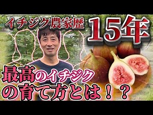 We asked a fig farmer with 15 years of experience! What is the best way to grow figs?