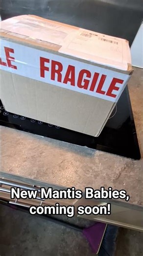 Unboxing 4 Mantis Babies… First Look 👀
