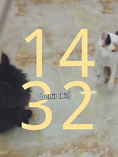 kediler benim kedim diyil #nivetadhingramusic#roblox #ytdayibenionecikarın#funny #cute#edit#keşfet