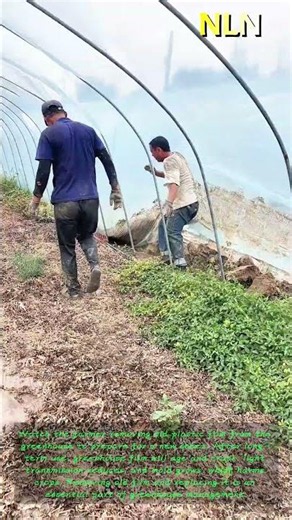 Greenhouse plastic film removal, essential farm work for greenhouse planting