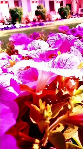 red flower location blox fruits#youtubeshorts #flowers#youtubeshorts